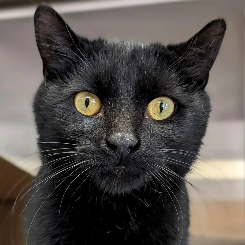 A young medium-sized male Black Domestic Short Hair cat named Samson for adoption in Jefferson, WI