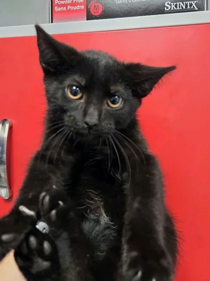 A young small-sized male Domestic Short Hair cat named B Cooper for adoption in North Charleston, SC
