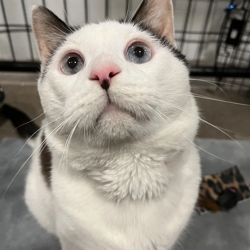 An adult medium-sized male Black & White / Tuxedo Domestic Short Hair cat named Chaschu for adoption in Columbus, OH