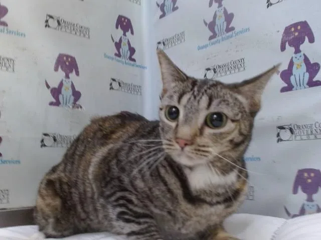 An adult small-sized female Domestic Short Hair cat named Spice for adoption in Orlando, FL