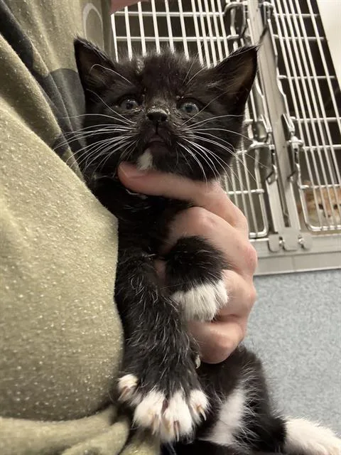 A baby small-sized male Domestic Short Hair cat named Potter for adoption in Indianapolis, IN