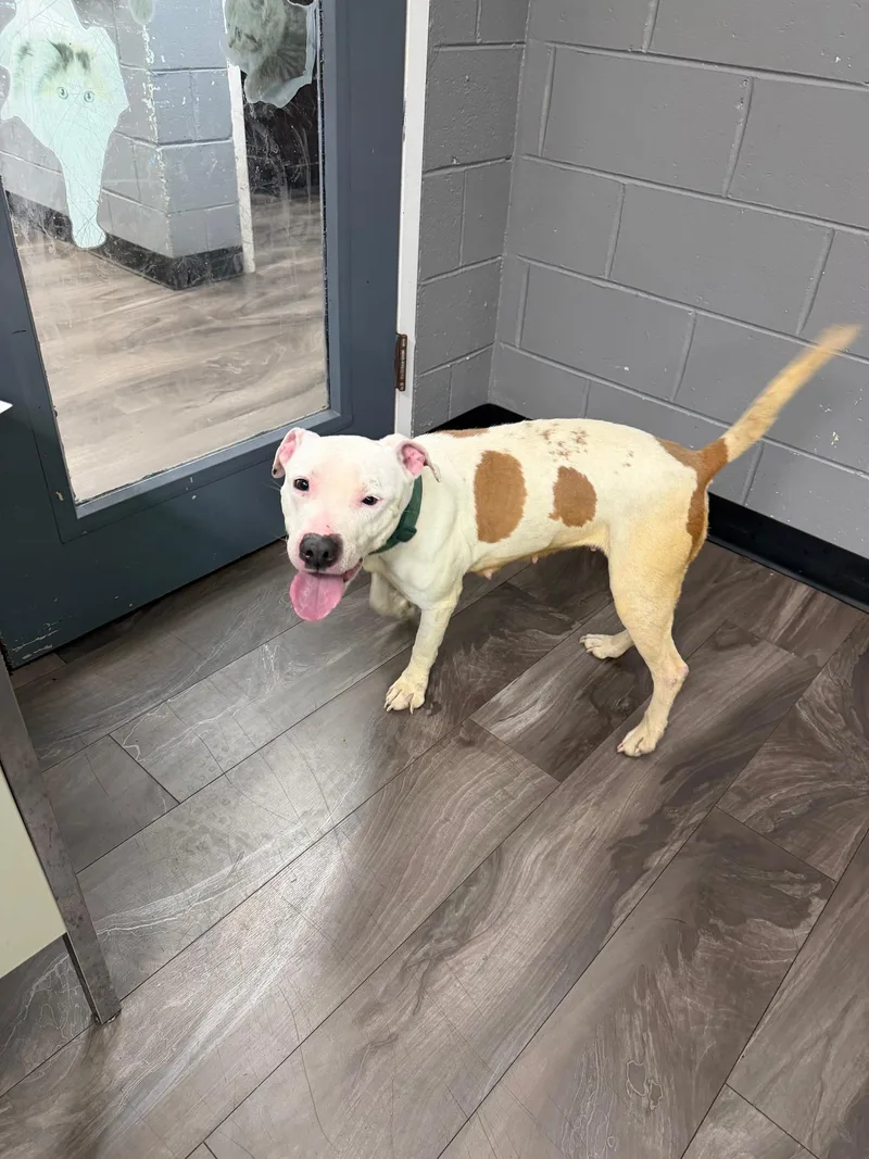 A baby medium-sized female White / Cream Pit Bull Terrier dog named Bubblegum for adoption in Trenton, NJ