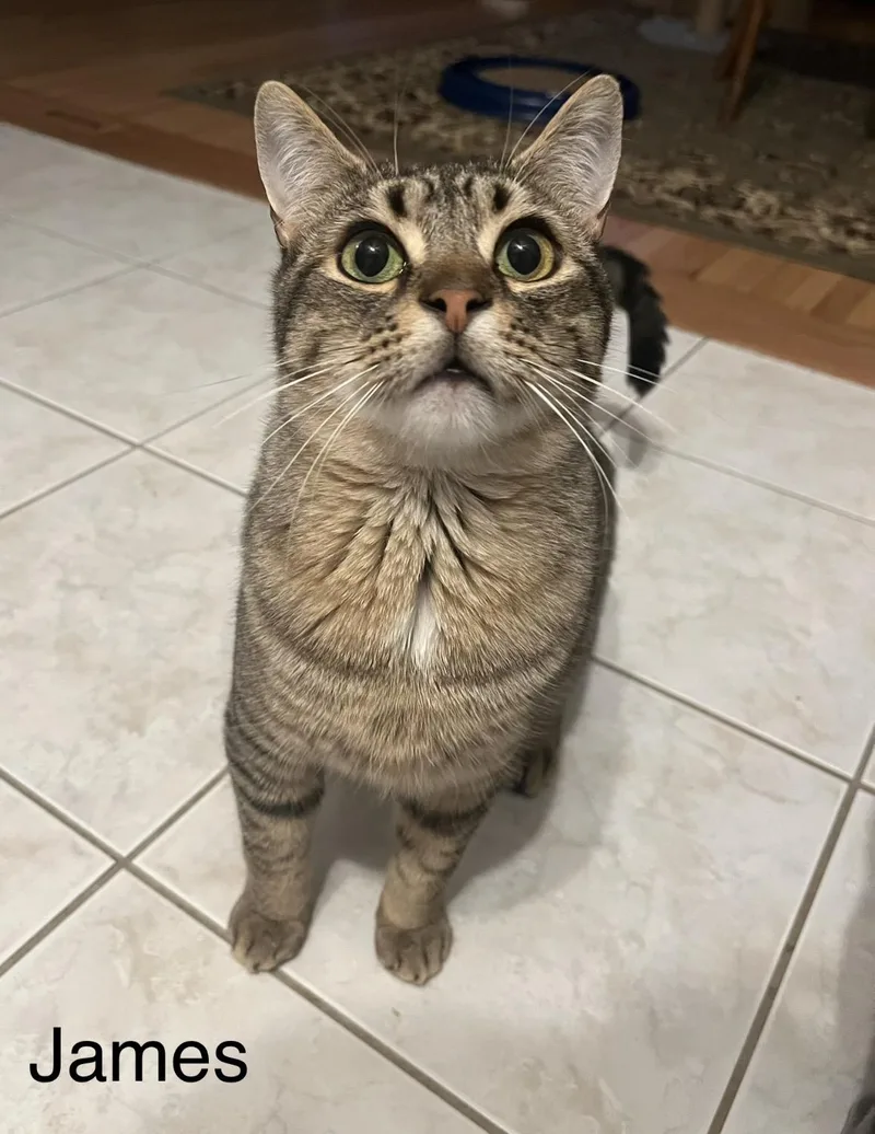 A young medium-sized male Tabby (Buff / Tan / Fawn) Tabby cat named James for adoption in Buffalo, NY