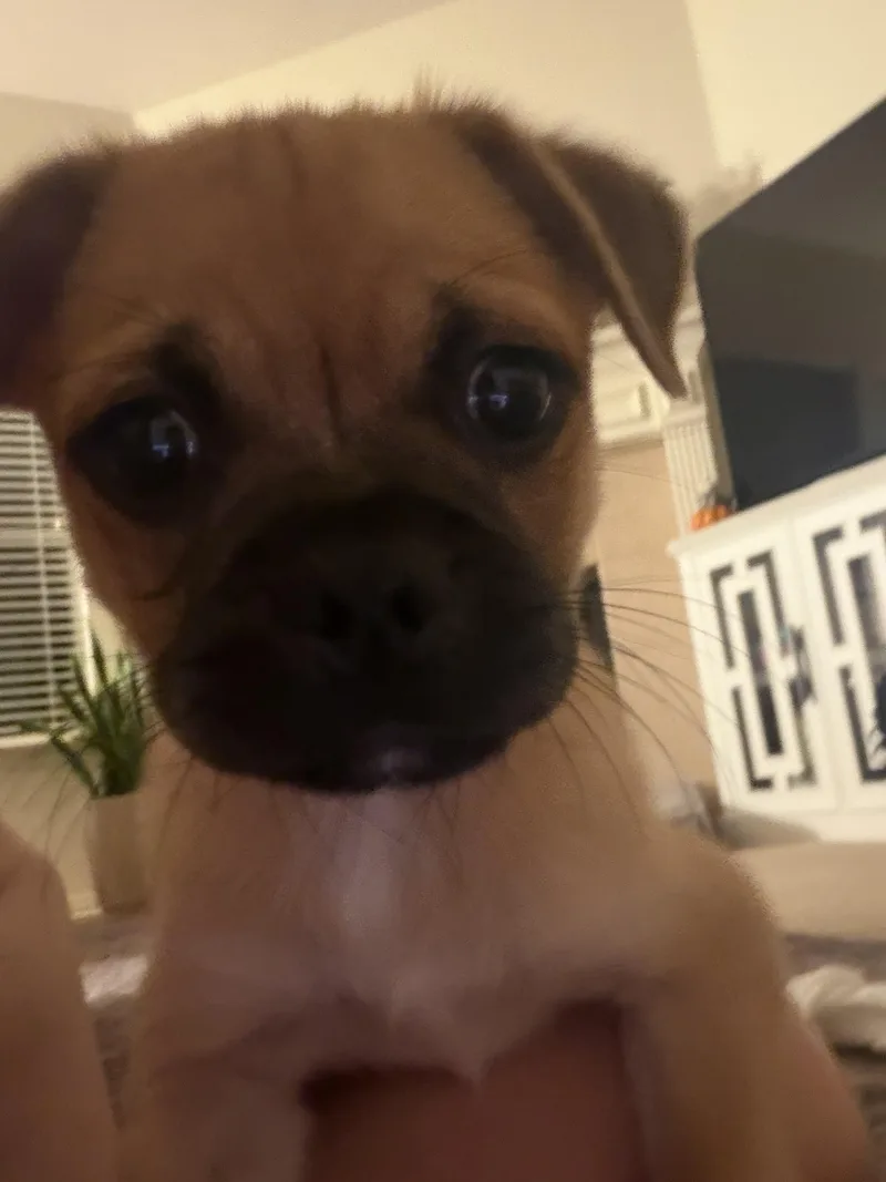 A baby small-sized male Yellow / Tan / Blond / Fawn Pug dog named Frank for adoption in Southlake, TX