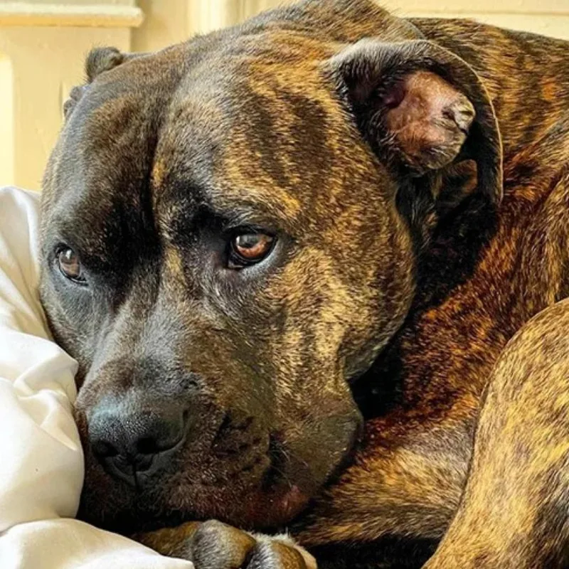 An adult large-sized male Pit Bull Terrier dog named Diesel for adoption in Winston-Salem, NC