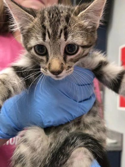 A young small-sized male Domestic Short Hair cat named B Kermit for adoption in North Charleston, SC