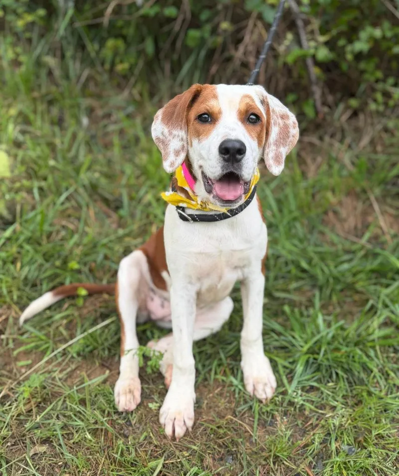 A baby medium-sized female Hound dog named Zara for adoption in Ellijay, GA