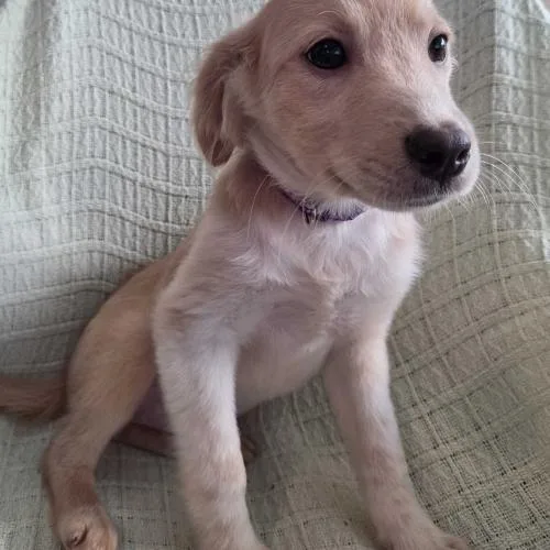 A baby small-sized female Yellow / Tan / Blond / Fawn Mixed Breed dog named Tierna Davidson for adoption in Toms River, NJ