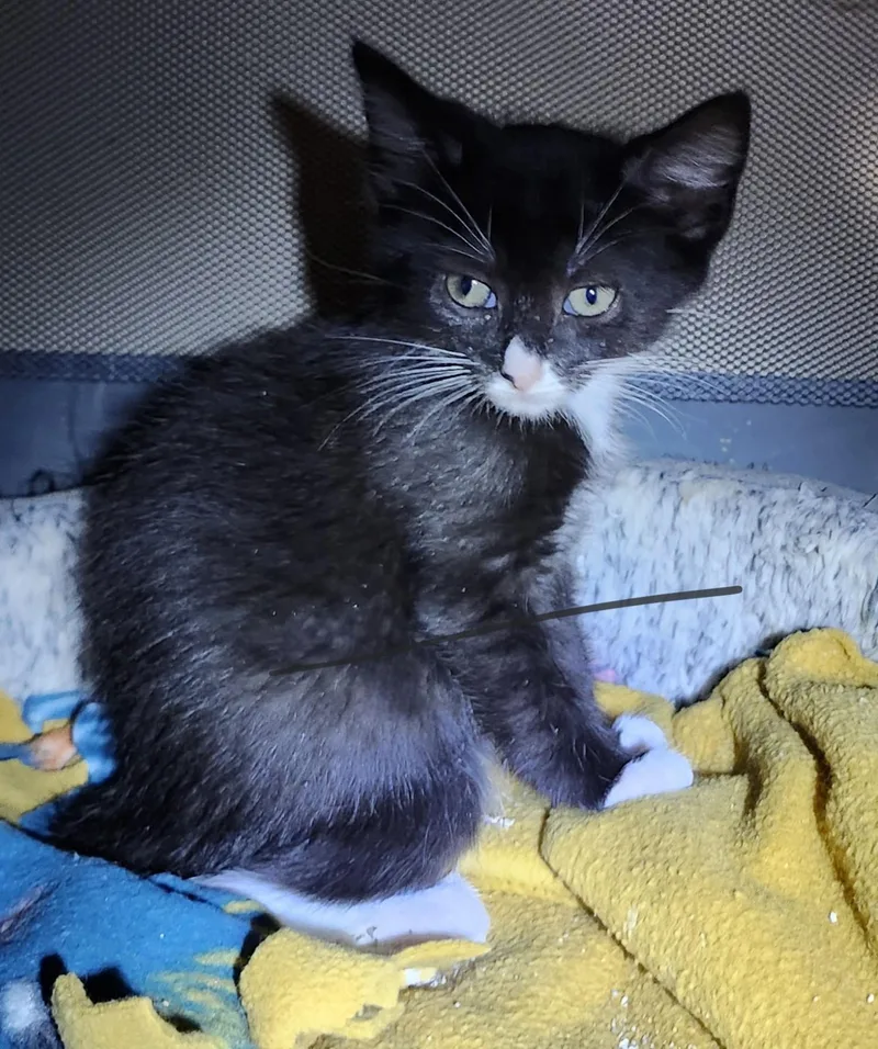 A baby small-sized female Black & White / Tuxedo Domestic Short Hair cat named Laurel for adoption in East Brunswick, NJ