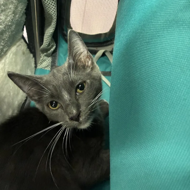 A baby small-sized male Gray / Blue / Silver Domestic Short Hair cat named Mcnugget for adoption in Los Angeles, CA