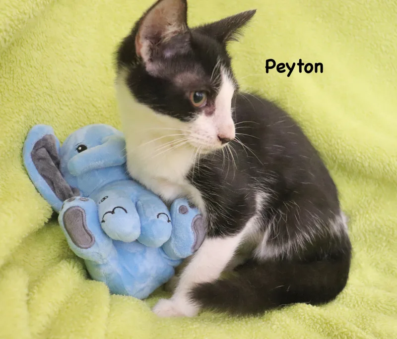 Peyton thumbnail 2