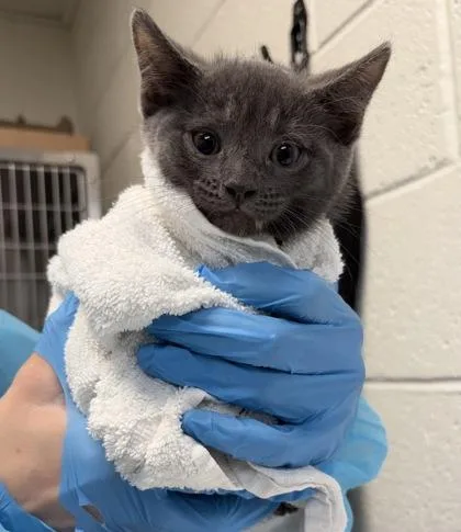 A baby small-sized male Domestic Short Hair cat named George for adoption in Fairfax, VA