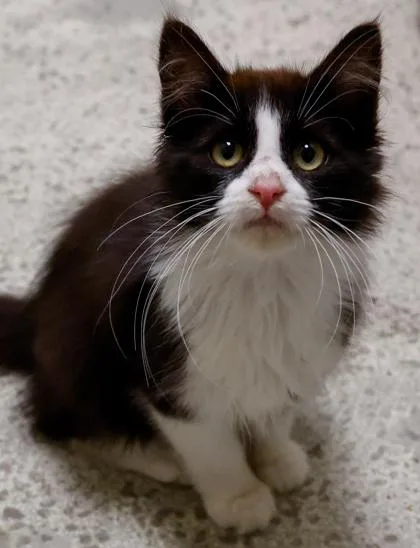 A baby medium-sized female Domestic Long Hair cat named Taffeta for adoption in Baraboo, WI