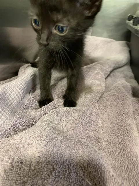 A baby small-sized female Domestic Short Hair cat named Phoebe for adoption in Grand Prairie, TX