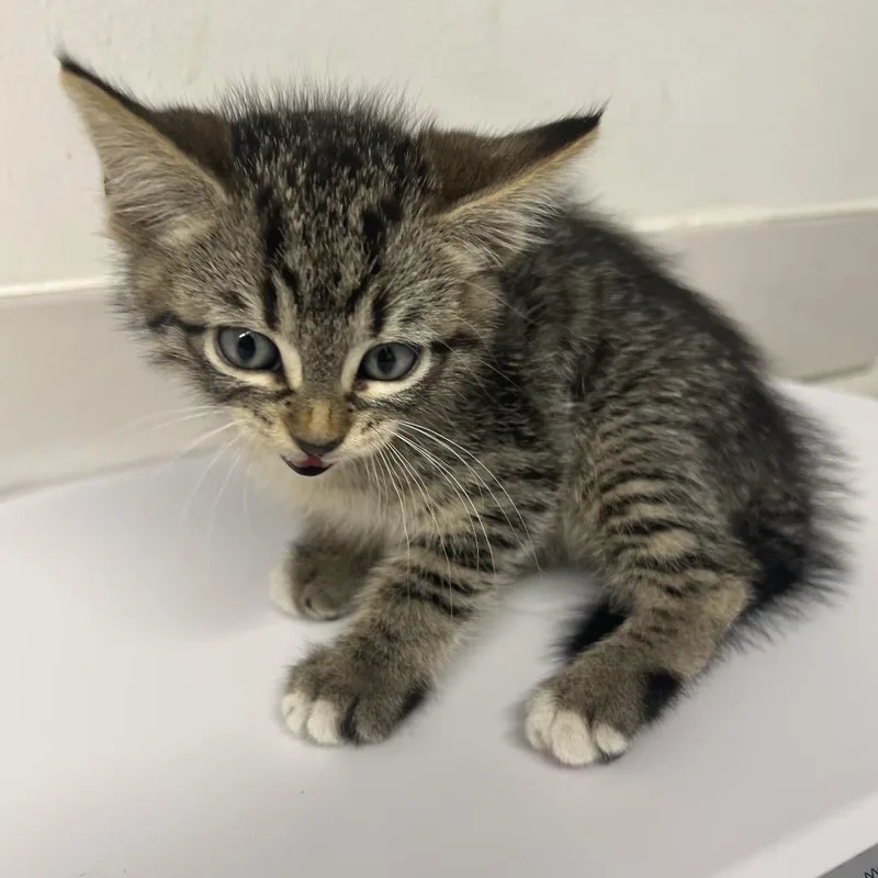 A baby small-sized female Black Domestic Short Hair cat named Nova Scotia for adoption in St. Louis, MO