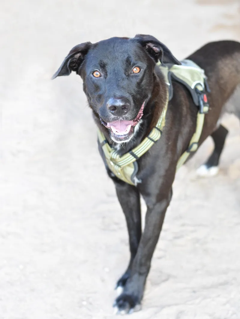 A young medium-sized male Black Labrador Retriever dog named Zeus for adoption in Houston, TX