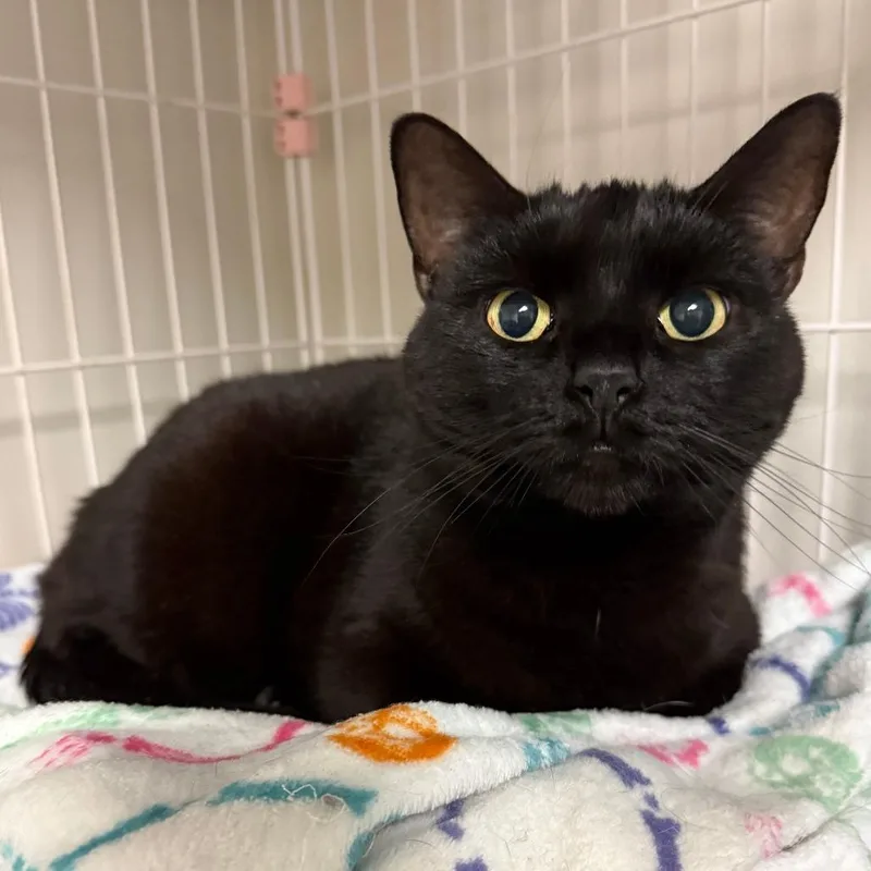 An adult large-sized female Black Domestic Short Hair cat named Teka for adoption in Bloomington, IL