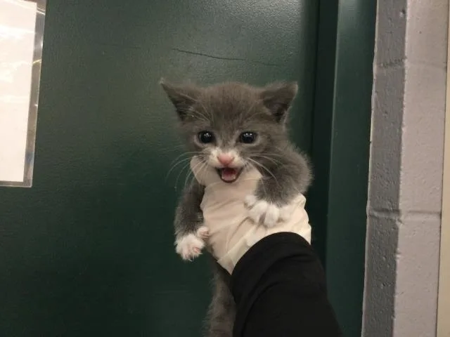 A baby small-sized male Domestic Short Hair cat named Biggy for adoption in Thousand Palms, CA