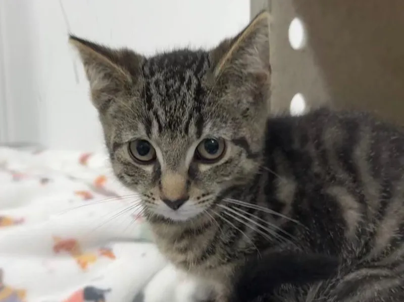 A baby small-sized male Tabby cat named Pimento for adoption in Powell, OH