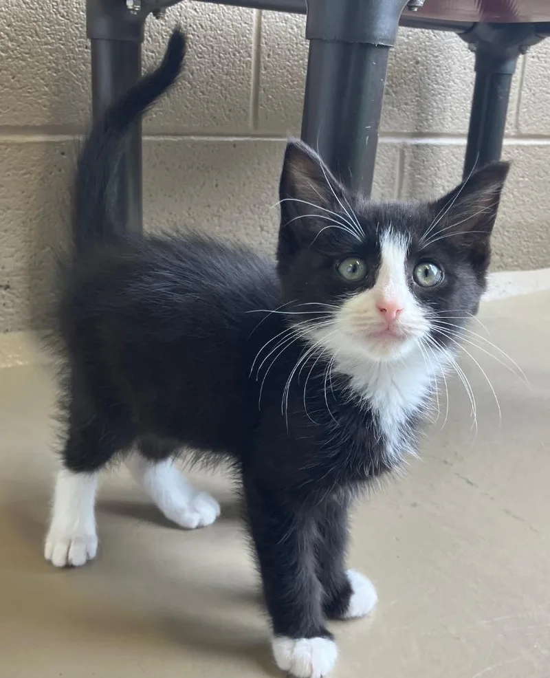A baby medium-sized male Domestic Medium Hair cat named Bugles for adoption in Christiansburg, VA