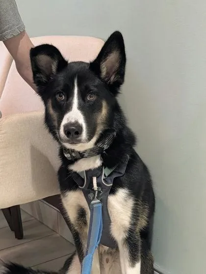 A young large-sized male Shepherd dog named Goose for adoption in Annapolis, MD