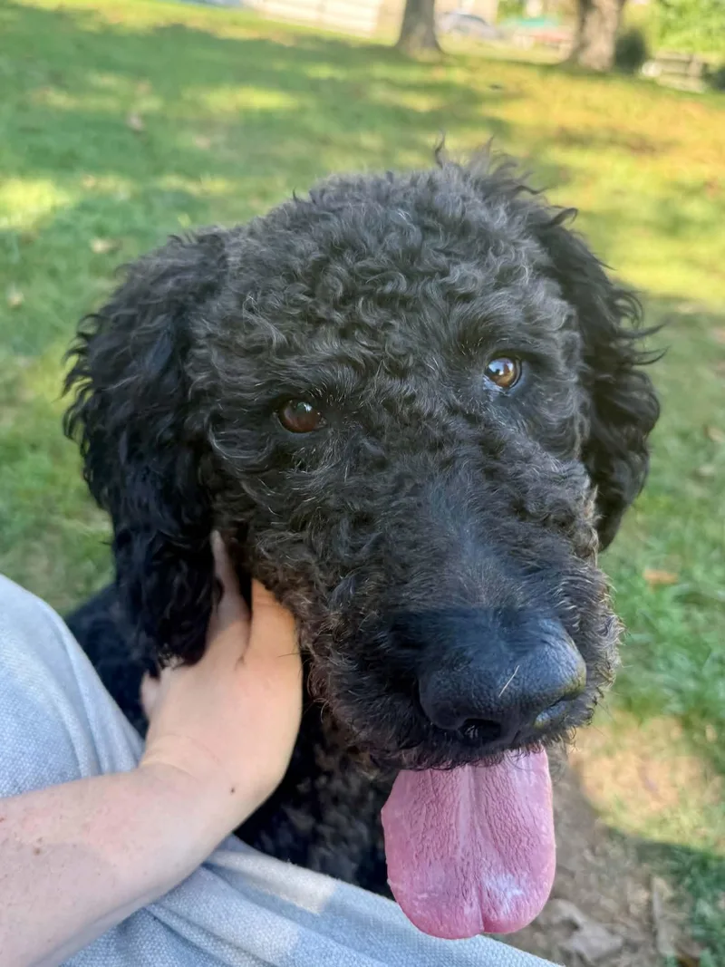 An adult large-sized male Standard Poodle dog named Dudley for adoption in Salisbury, MD