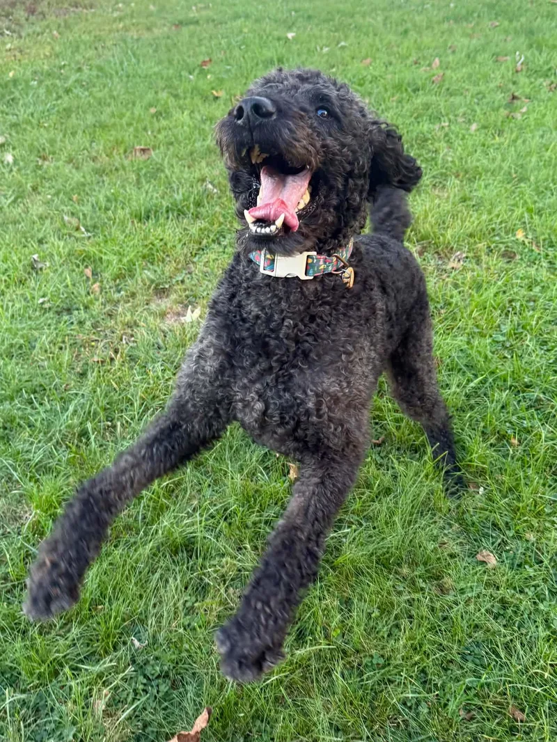 Dudley thumbnail 2