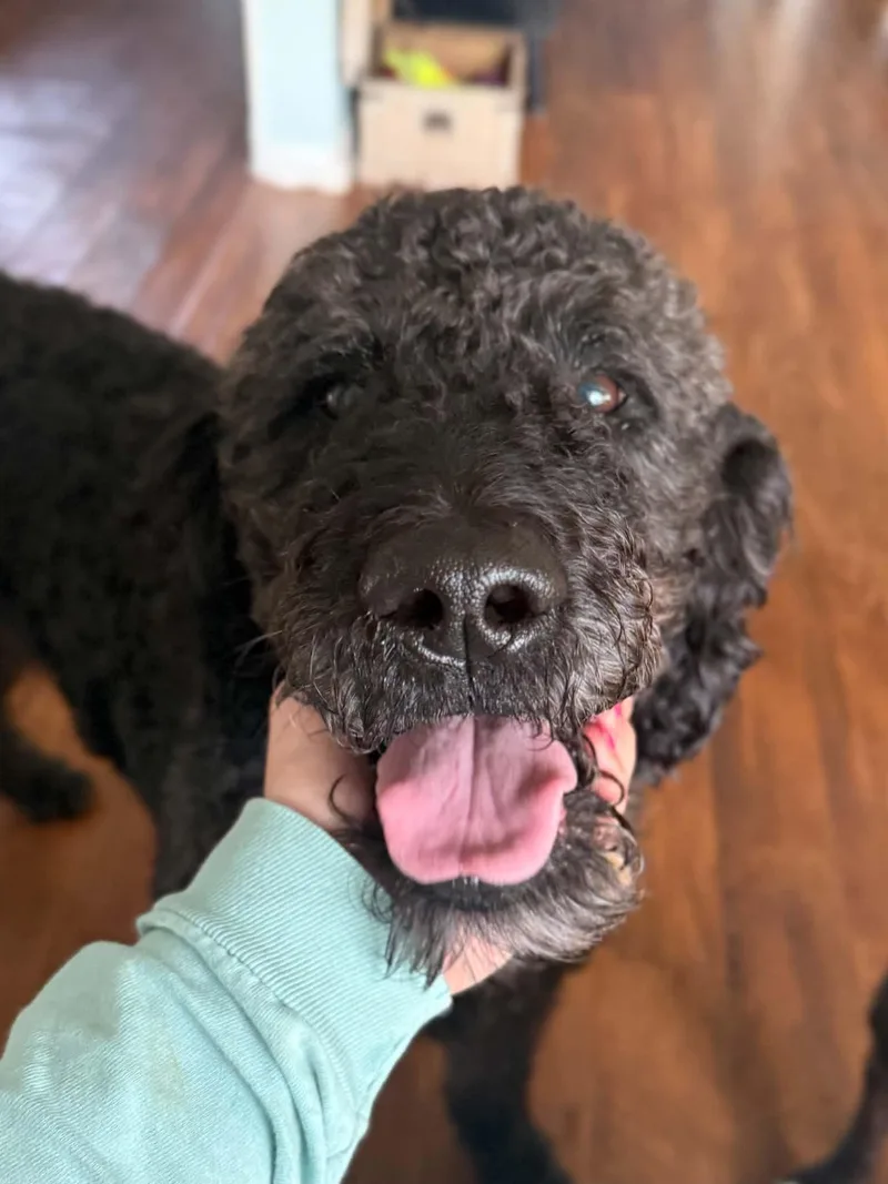 Dudley thumbnail 3