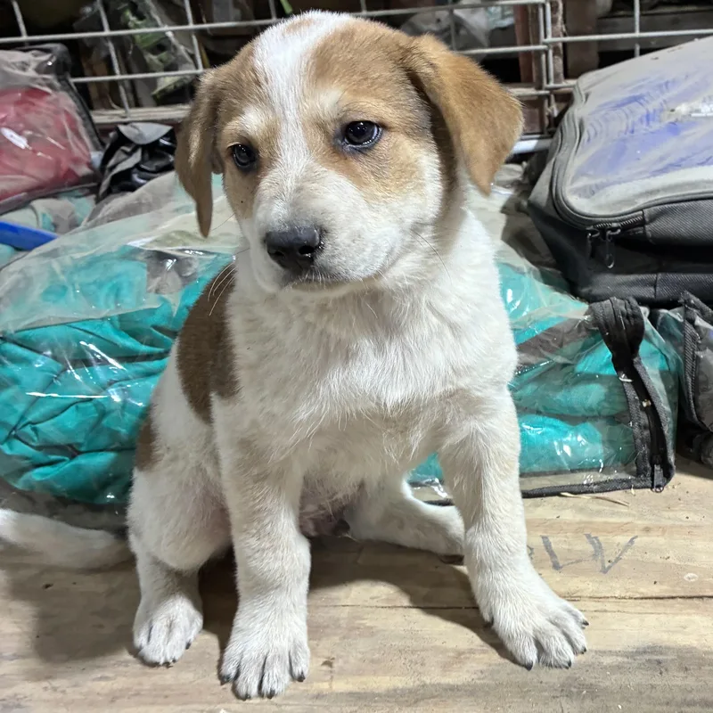 A baby large-sized male German Shepherd Dog dog named Thunder for adoption in Krum, TX