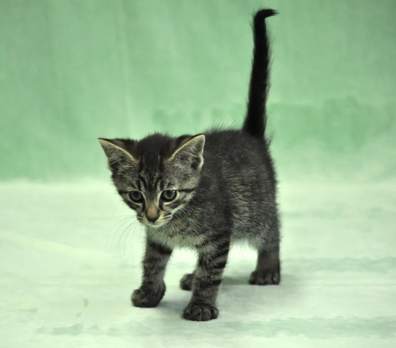 Remus thumbnail 3