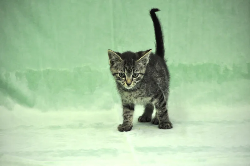 Remus thumbnail 4