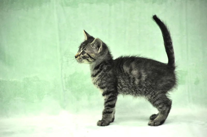 Remus thumbnail 5