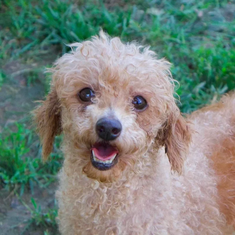 An adult small-sized female Apricot / Beige Poodle dog named Suzi Sunshine for adoption in Godfrey, IL