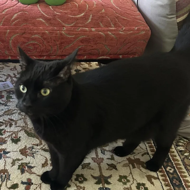 A senior medium-sized male Black Domestic Short Hair cat named Milo for adoption in Nantucket, MA