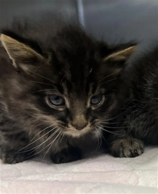A baby small-sized male Domestic Short Hair cat named Waffle for adoption in San Pedro, CA