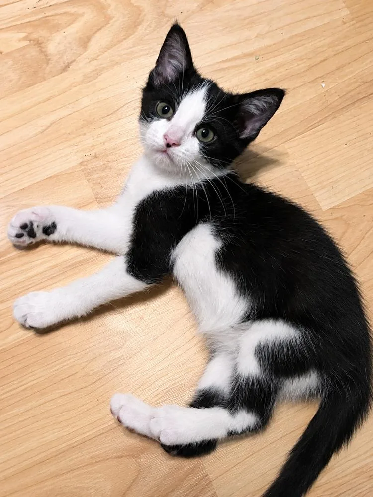 Oreo