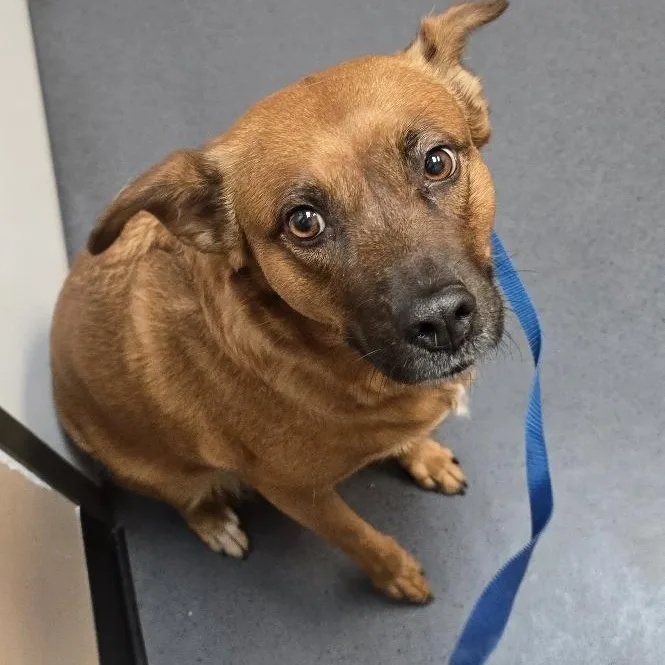 An adult medium-sized female Golden Australian Cattle Dog / Blue Heeler dog named Lainey for adoption in Humble, TX