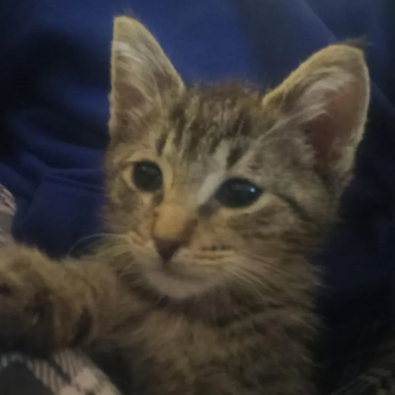 A baby small-sized male Brown / Chocolate Domestic Medium Hair cat named Ollie for adoption in Marion, IL