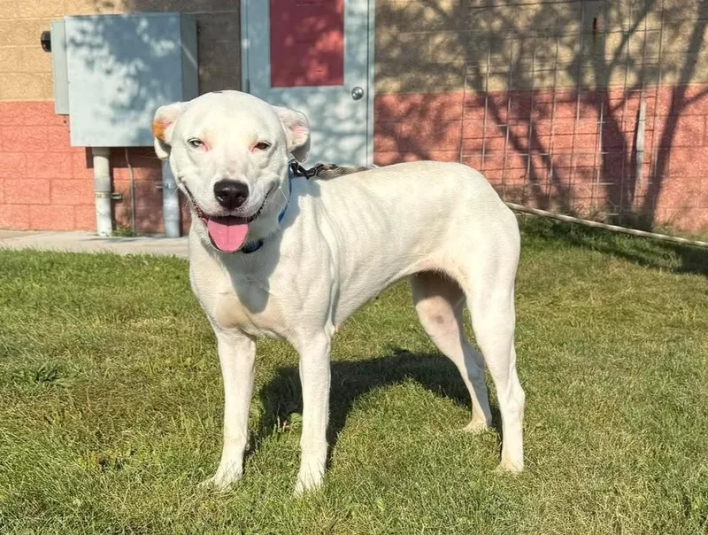 A young large-sized female White / Cream Pit Bull Terrier dog named Sugar for adoption in Maryville, MO