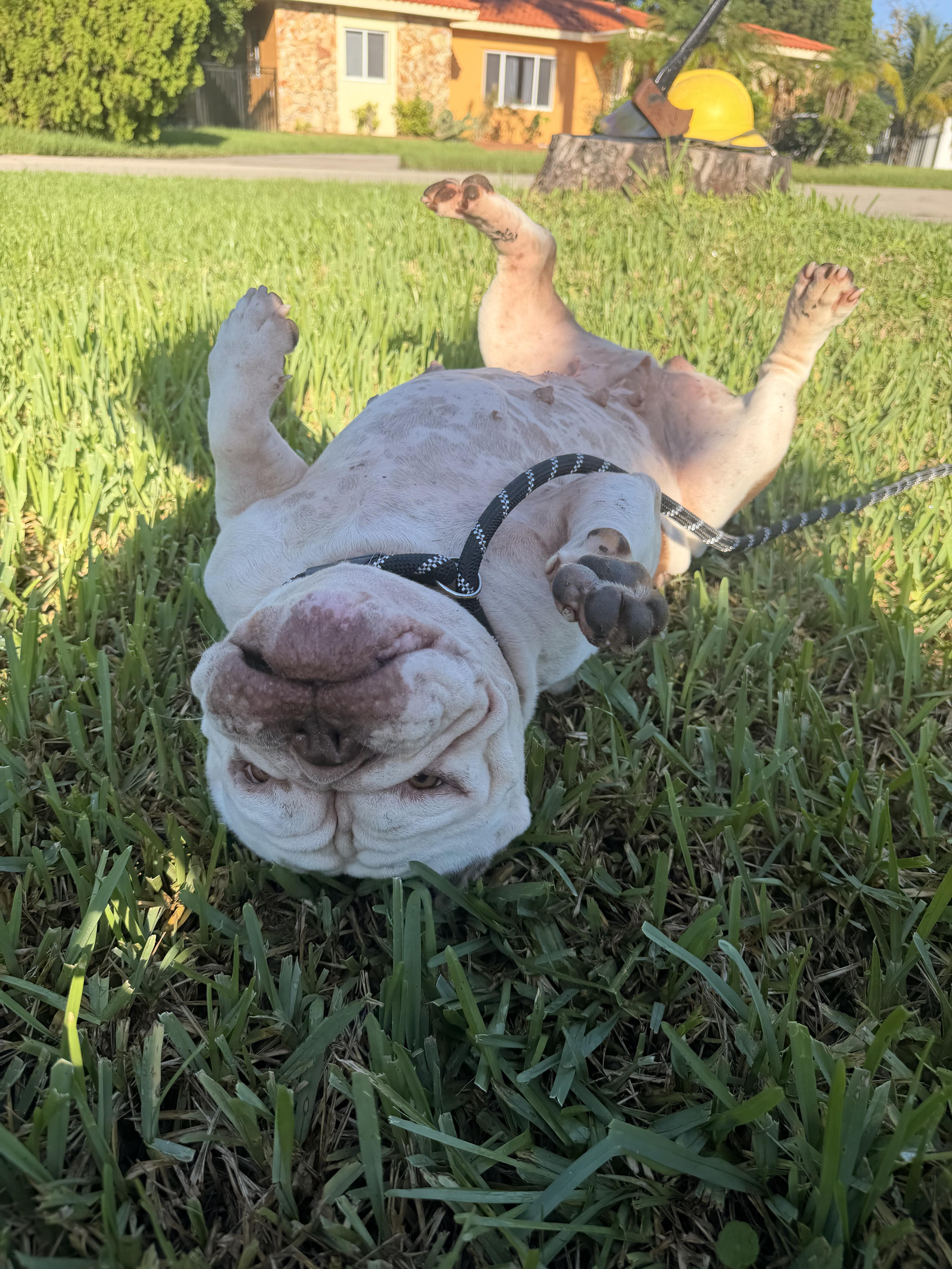 An adult medium-sized female English Bulldog dog named Betty for adoption in North Miami, FL