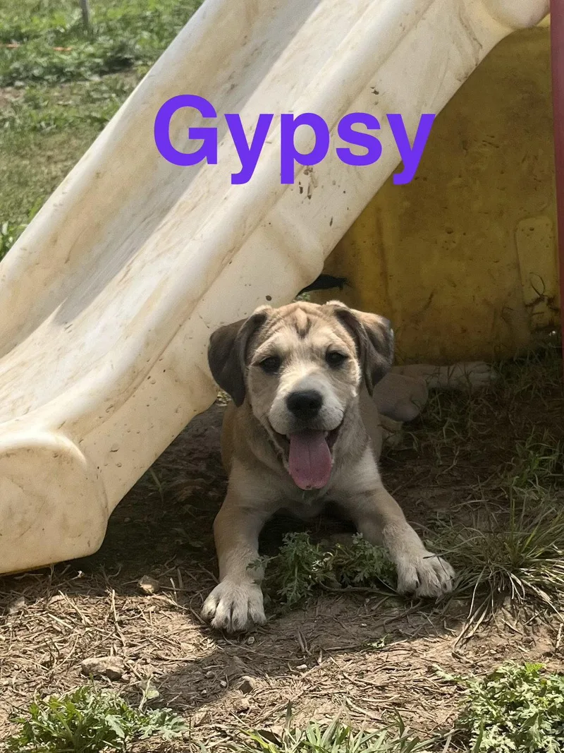 Gypsy thumbnail 2