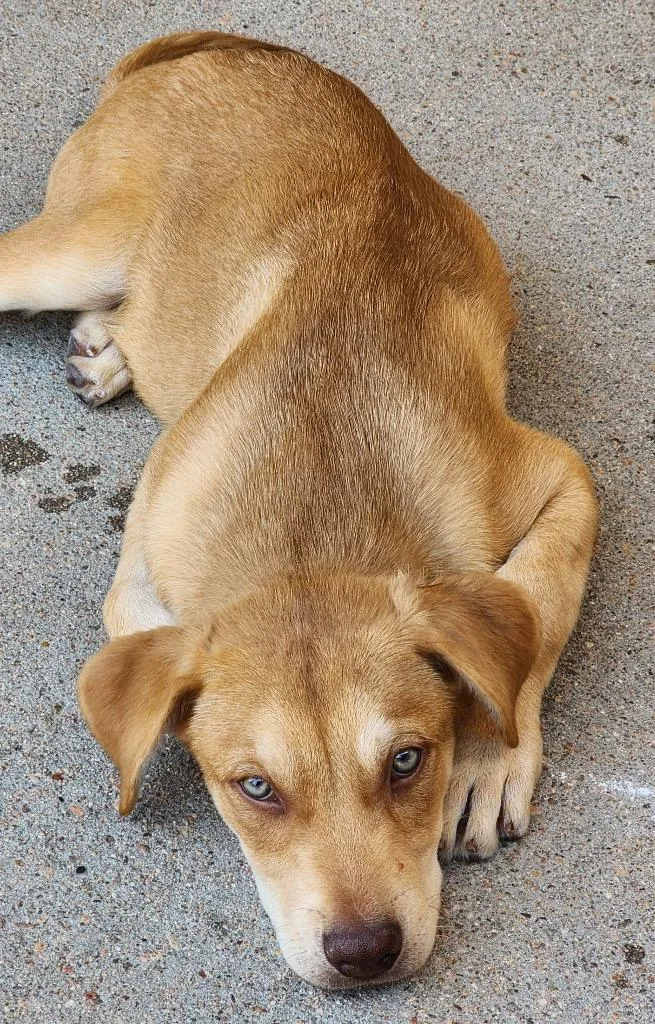 A baby medium-sized male Australian Cattle Dog / Blue Heeler dog named Crusty Muffin for adoption in Fort Lupton, CO
