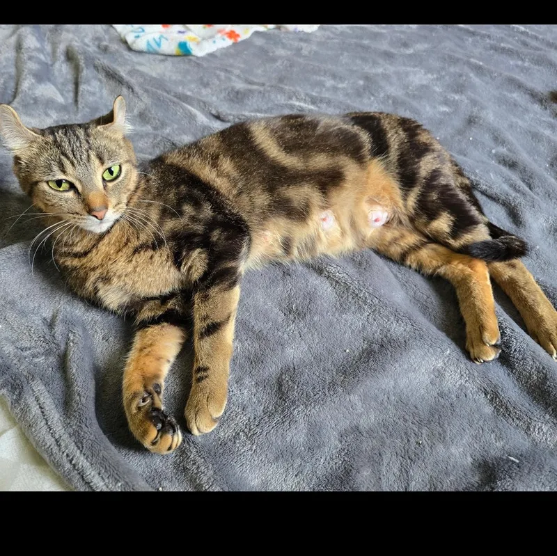 A young large-sized female Tabby (Buff / Tan / Fawn) American Curl cat named Mai Tai for adoption in Rochester Hills, MI