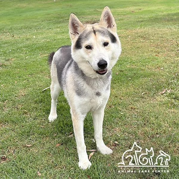 Kaiko