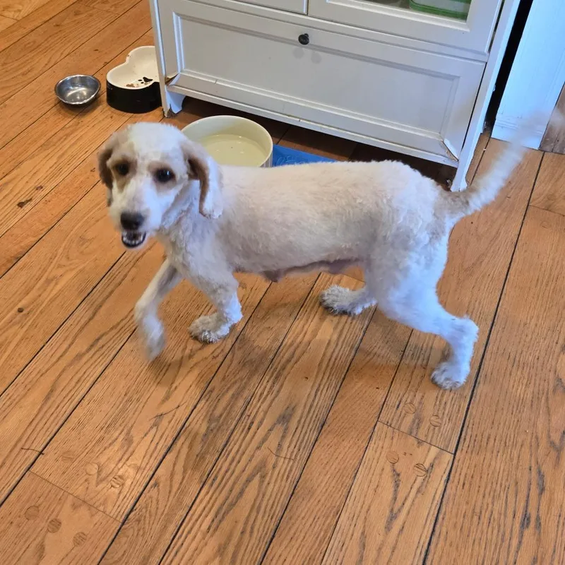 An adult small-sized female White / Cream Golden Retriever dog named Brinley for adoption in Rochester, MN