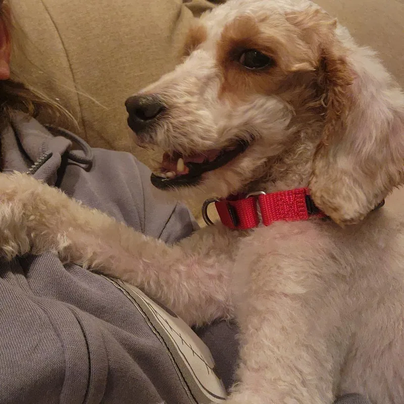 Brinley thumbnail 2