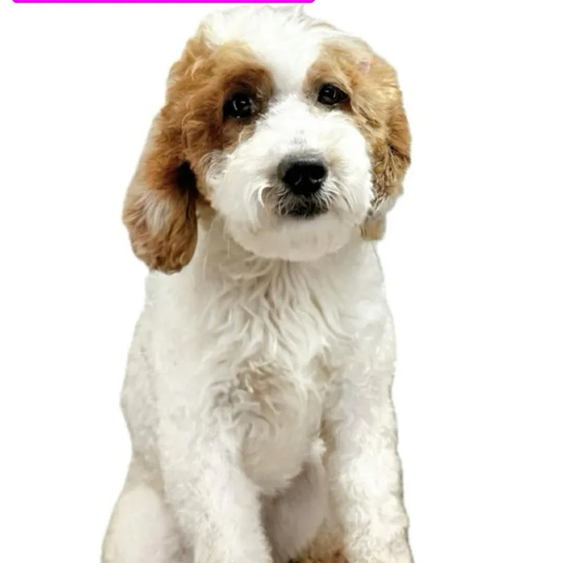 Brinley thumbnail 5