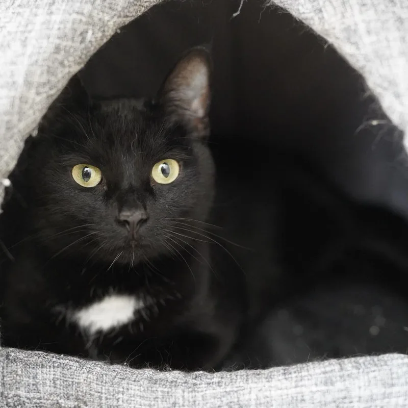An adult large-sized male Black Domestic Short Hair cat named Ash for adoption in Naperville, IL