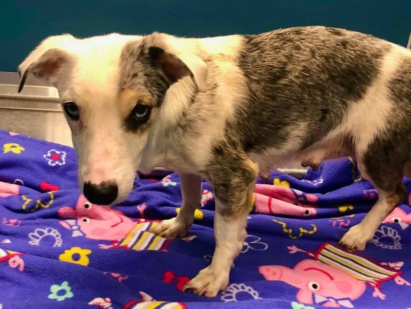 Sprinkles thumbnail 2