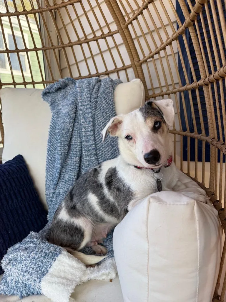 Sprinkles thumbnail 4